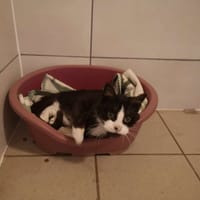 kimono, chat à adopter