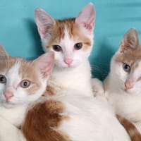 NUAGE, chatte à adopter