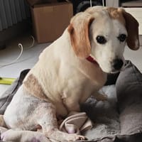 PEGOUSE, chienne à adopter