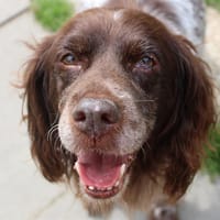 Loumni, chienne à adopter