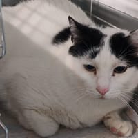 EGAMIN, chat à adopter