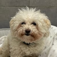 KALYNE VAA, chienne à adopter