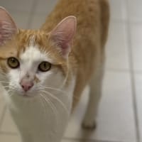 Mario Cab5439, chat à adopter