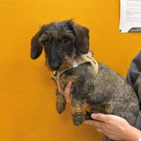 MISTINGUETTE, chienne à adopter