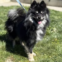 BILLY, chien à adopter