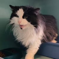 LOLA, chatte à adopter