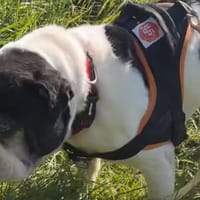 GUISMO VAA, chien à adopter