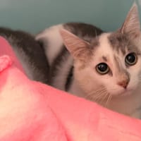 SCRATCHY, chat à adopter