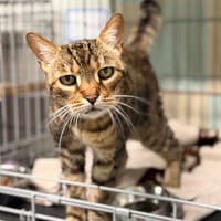 HENRIETTE, chatte à adopter