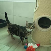 UNO, chat à adopter