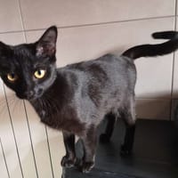 caprice, chatte à adopter