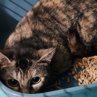 SHAWLEY, chatte à adopter