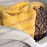 TONIC, chat à adopter