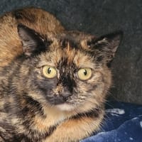 OLYMPIA, chatte à adopter