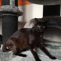 satine, chatte à adopter