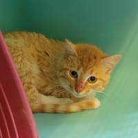 scorpion, chatte à adopter