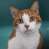 Mario, chat à adopter