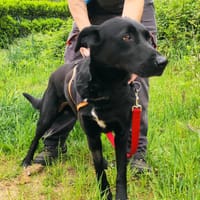 Bonnie, chienne à adopter