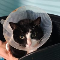 GASTON, chat à adopter