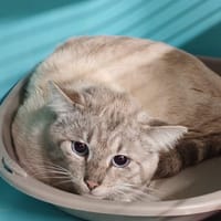 GRISETTE, chatte à adopter