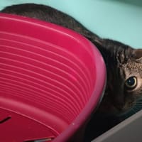 KIRA, chatte à adopter