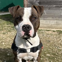 ACE ( pas sté), chien à adopter