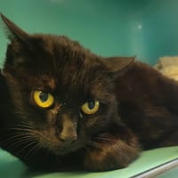 Taureau, chatte à adopter