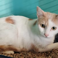 NOUNOUNE, chatte à adopter