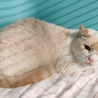 DUKE, chatte à adopter