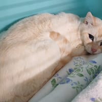YAVTJA, chatte à adopter