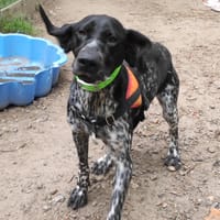 Lucien, chien à adopter