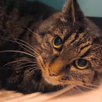 DANY, chat à adopter