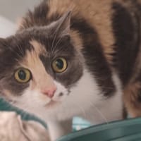 SOOKIE dite CALI, chatte à adopter