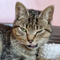 Dalgona, chatte à adopter