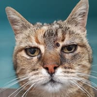 Pastille, chatte à adopter