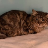 Alma CAB5465, chatte à adopter