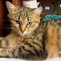 CELIA, chatte à adopter