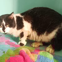 Idaho fiv+, chat à adopter