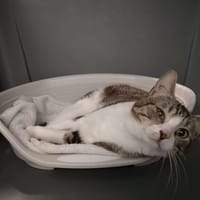 BUENO, chat à adopter