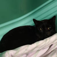 LAGOON, chatte à adopter