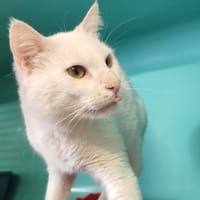 SUGAR, chat à adopter