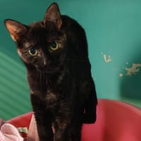 BERSY, chatte à adopter