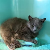 CHACHA, chat à adopter