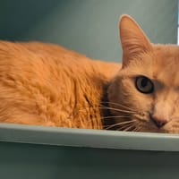 LE CHAT, chatte à adopter