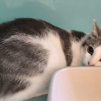 ITCHY, chatte à adopter