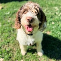 AARON, chien à adopter