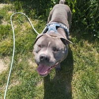 BLUE, chien à adopter