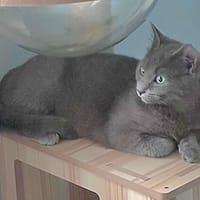 BALOO, chat à adopter
