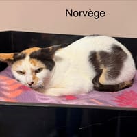 NORVEGE, chatte à adopter