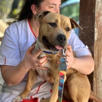 Pop up, chienne à adopter